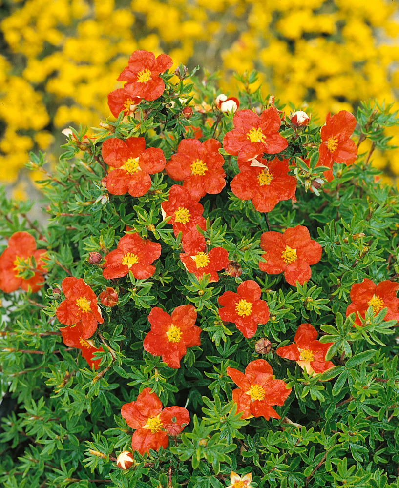 Potentilla fruticosa 'Marian Red Robin'